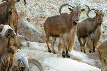Barbary Sheep