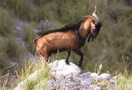 Balearean Goat