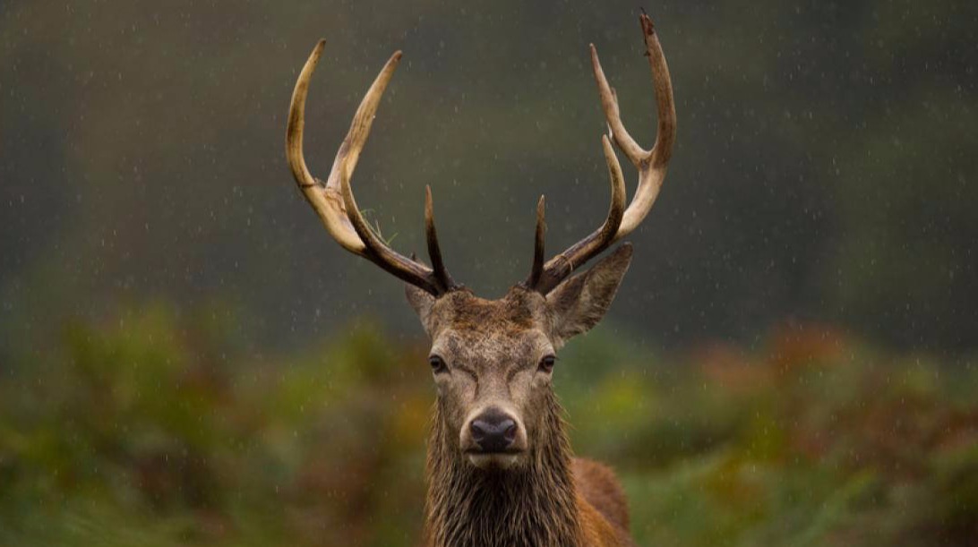 Deer