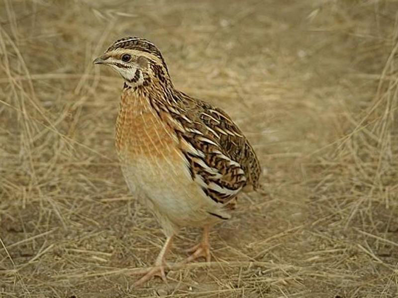 Quail