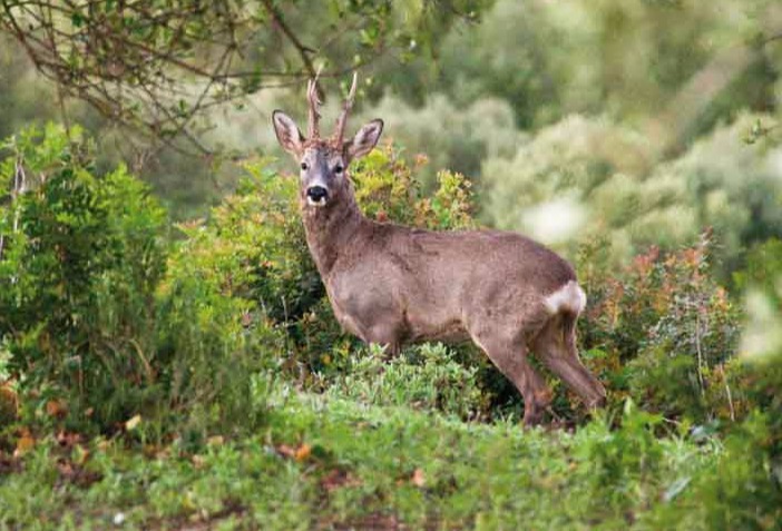 Roe Deer