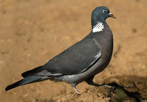 Dove