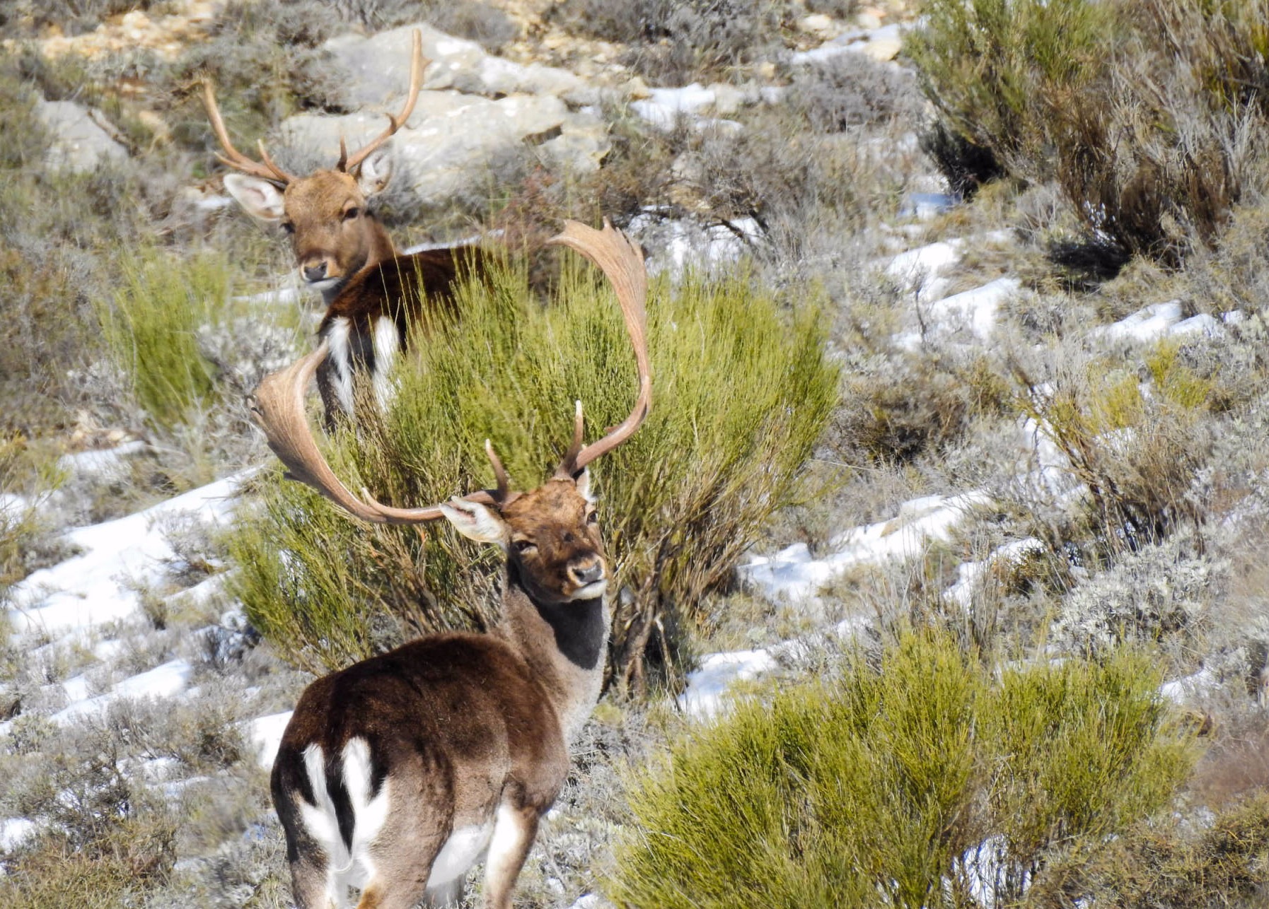 Fallow Deer