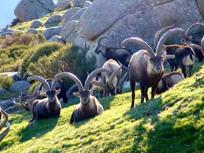 Iberian Ibex