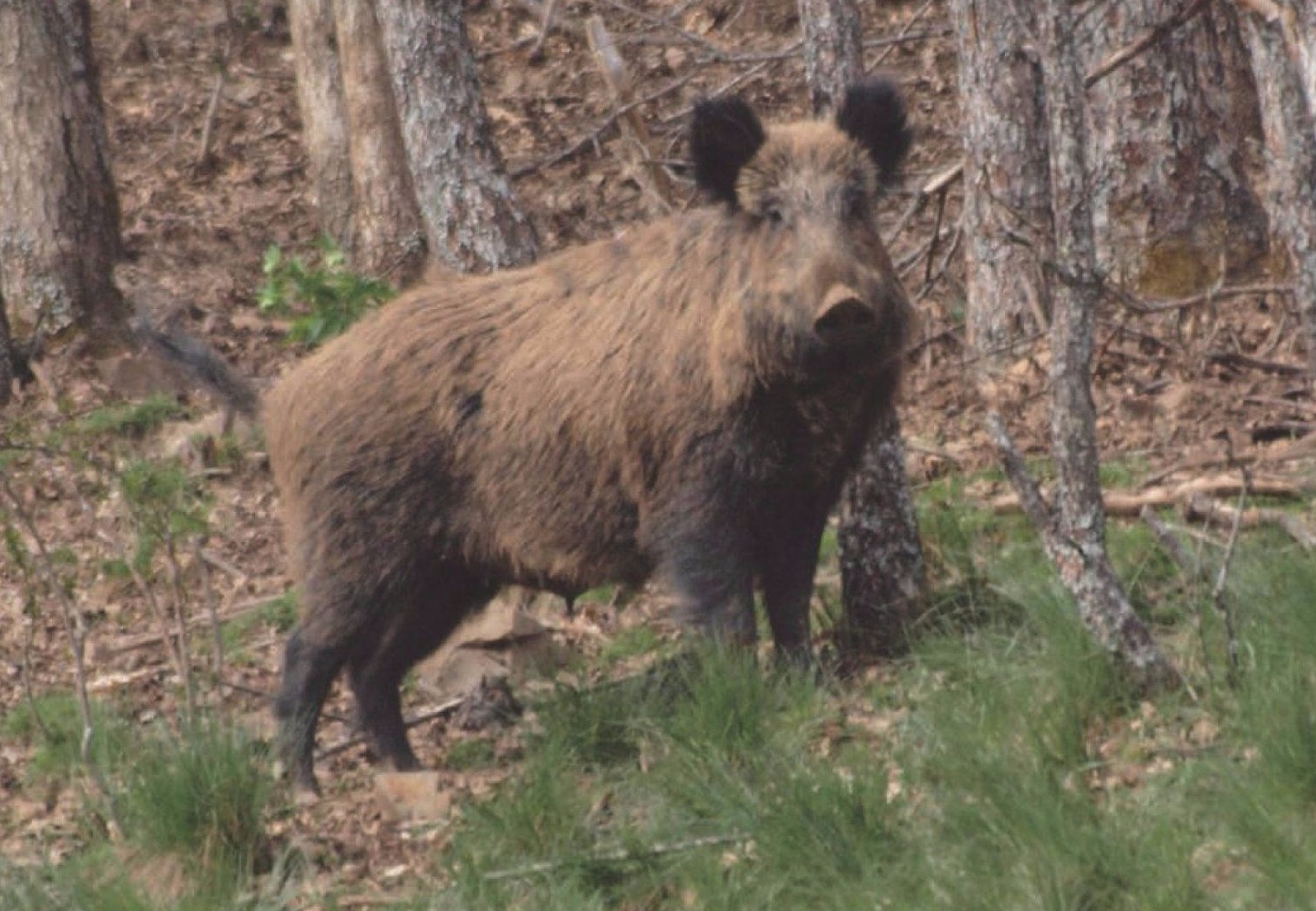 Wild Boar