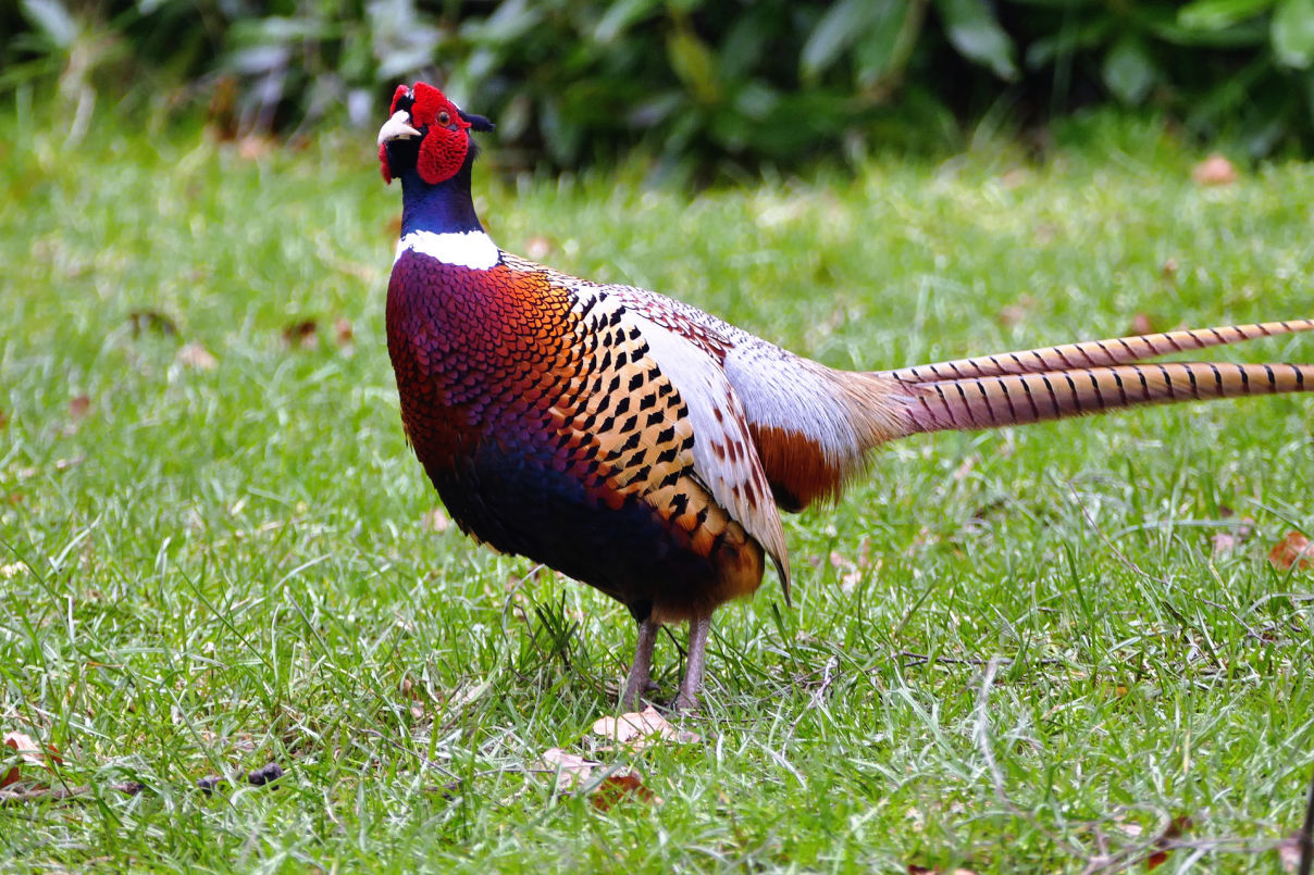 Pheasant