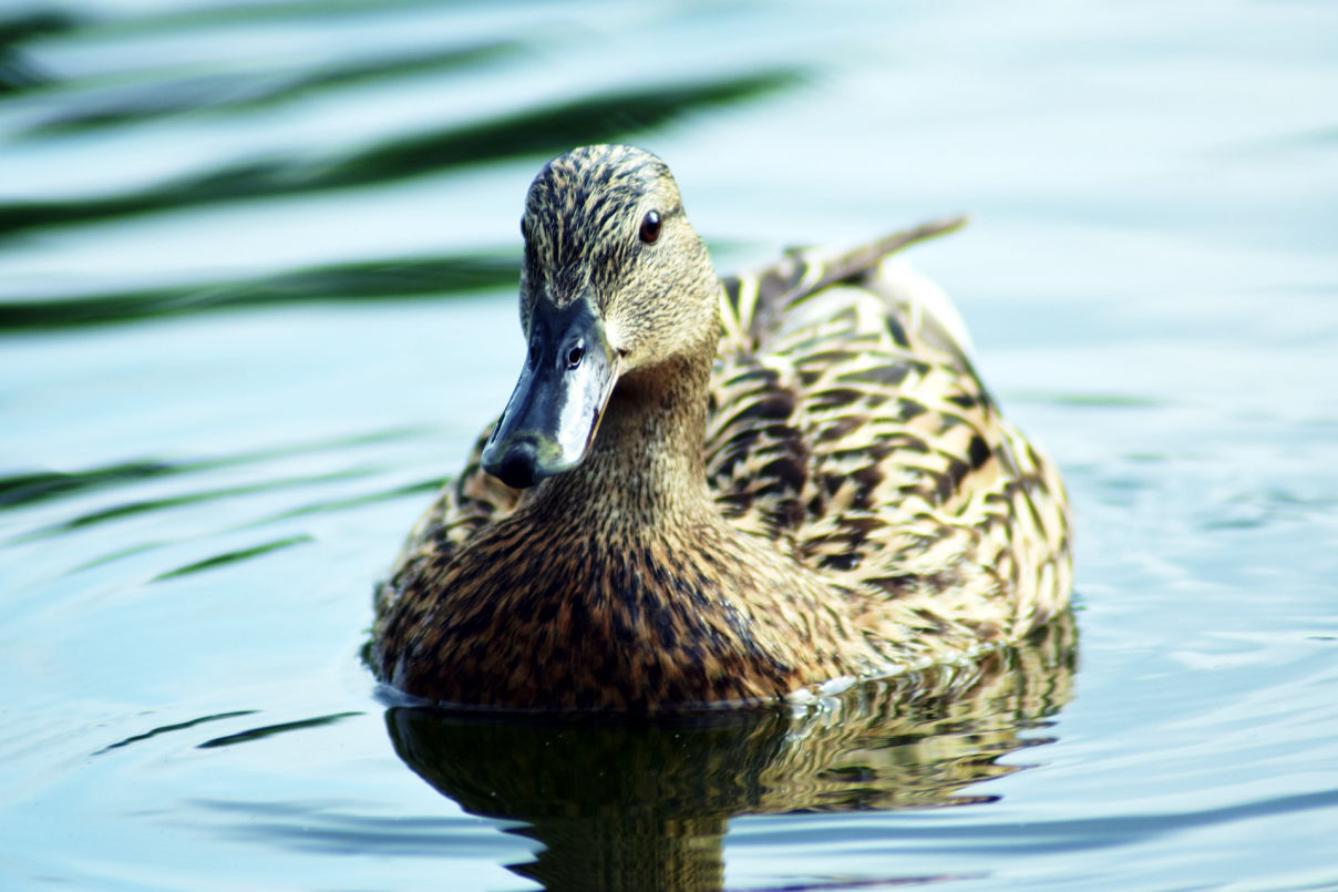 Duck
