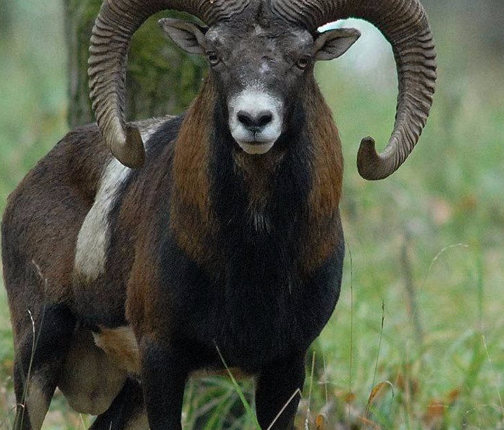 Mouflon