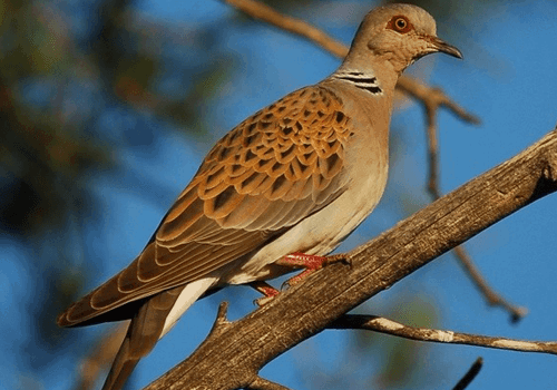 Turtle Dove